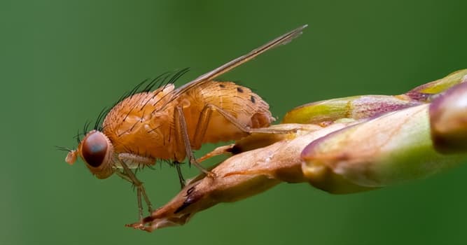 natura Pytanie-Ciekawostka: Rodzajem czego są wywilżnowate?