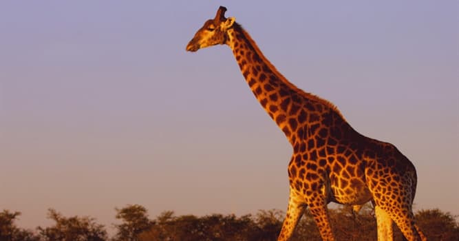 Nature Trivia Question: How long do giraffes sleep per day?