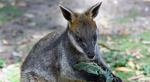 Natuur Trivia Vraag: Tot welke familie behoort een wallaby?