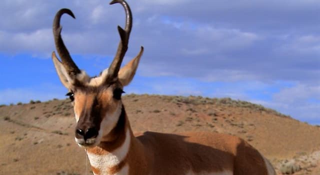 Natuur Trivia Vraag: Wat is de naam van het dier op de foto?