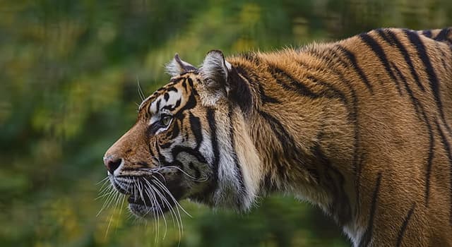 Cultura Pregunta Trivia: ¿Qué cantante es conocido como "El tigre de Gales"?