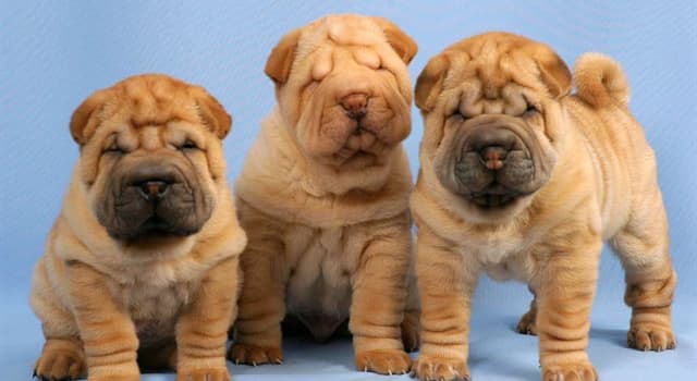 natura Pytanie-Ciekawostka: Z którego kraju pochodzą psy rasy Shar Pei?