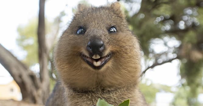 Aardrijkskunde Trivia Vraag: Waar ligt Rottnest Island?