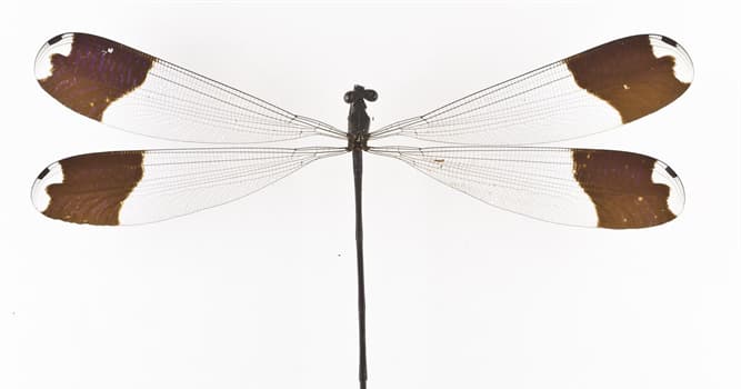 Nature Trivia Question: Which are a part of the diet of 'Megaloprepus caerulatus', a damselfly with the greatest wingspan?