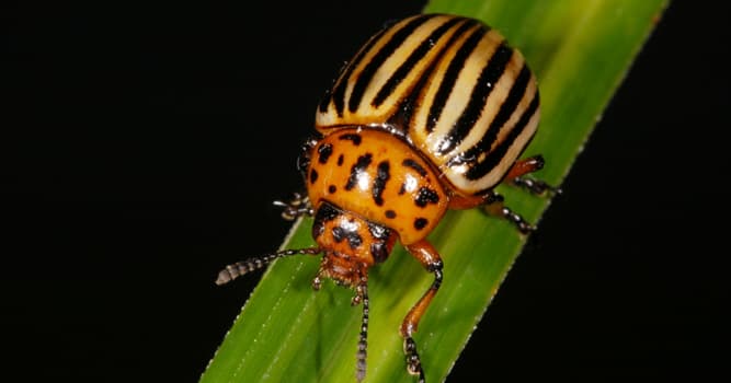 natura Pytanie-Ciekawostka: Jak nazywa się ten chrząszcz?