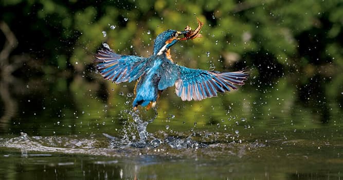 natura Pytanie-Ciekawostka: Który ptak (na zdjęciu) zazwyczaj ma jasne upierzenie i łapie swoją ofiarę spadając z gałęzi?