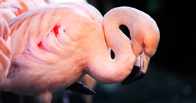 Natuur Trivia Vraag: Welke van deze is de meest voorkomende soort uit de flamingofamilie?