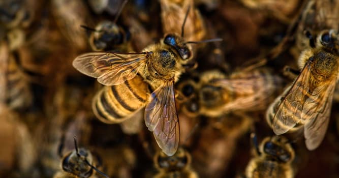 Natuur Trivia Vraag: Welke van deze is de wetenschappelijke studie van honingbijen?