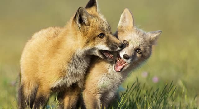 Which Terminology Describes A Young Fox Trivia Questions