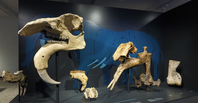 Ciencia Pregunta Trivia: ¿Cómo se llama la ciencia de seres y mundos del pasado geológico?