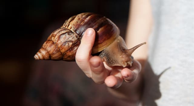 Natur Wissensfrage: Wie heißt diese Schnecke auf dem Foto?