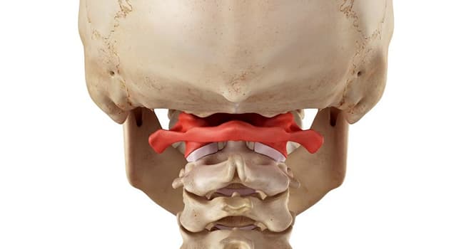 Сiencia Pregunta Trivia: ¿Cómo se llama la primera vértebra cervical humana?