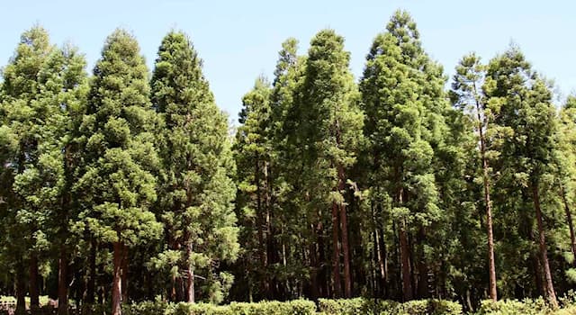 natura Pytanie-Ciekawostka: Które z tych drzew jest narodowym drzewem Japonii?