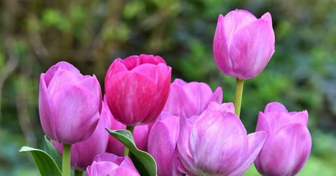 Nature Question: Combien de variétés de tulipes sont connues ?