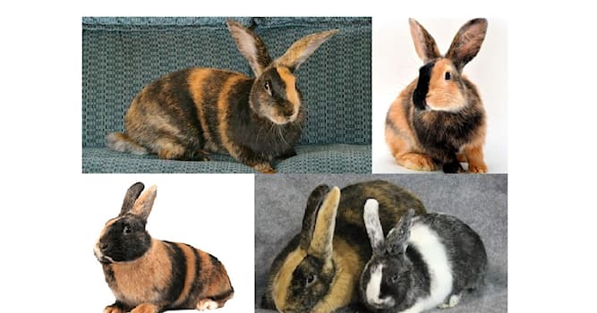 Naturaleza Pregunta Trivia: ¿De qué país europeo es originario el "Conejo arlequín"?
