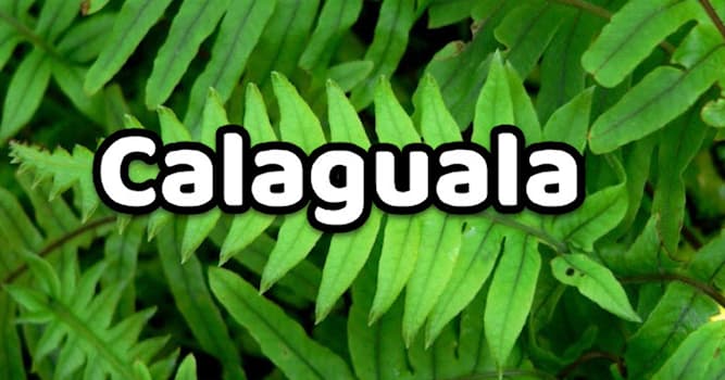 Naturaleza Pregunta Trivia: ¿En quechua qué significa el nombre de la planta medicinal denominada "Calaguala"?