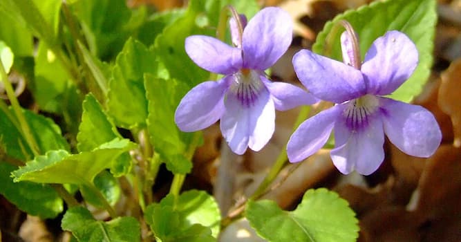 Natuur Trivia Vraag: Welke bloem is op de foto te zien?