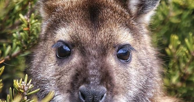 Naturaleza Pregunta Trivia: ¿Qué tipo de animal es el walabí?