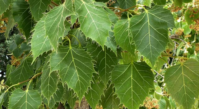 Natur Triviafråga: Vad är lindar?