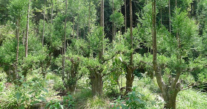 Culture Trivia Question: 'In which country was the 'daisugi' technique created, allowing regrowth of a tree many times from one stump?