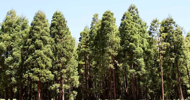 Nature Question: Quel est l'arbre national du Japon ?