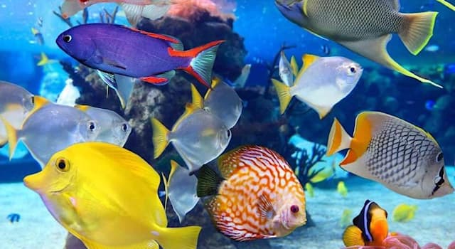 Naturaleza Pregunta Trivia: Además de tiburones y delfines, ¿cuál de los siguientes animales marinos realizan saltos fuera del agua?
