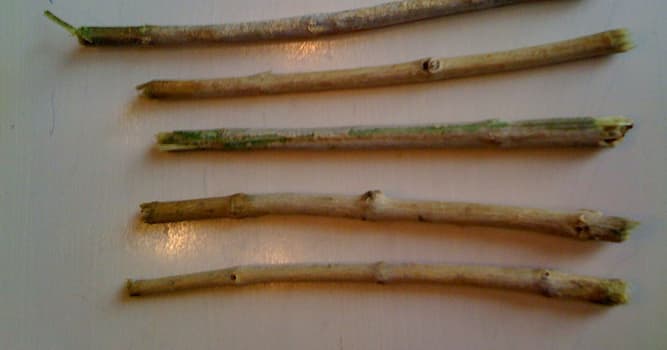 Culture Trivia Question: What is "miswak"?