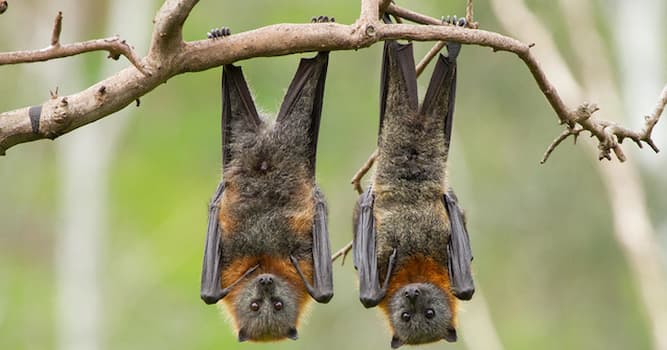 Naturaleza Pregunta Trivia: ¿Cuál es el murciélago más pequeño de acuerdo al tamaño de su cráneo y su cuerpo?