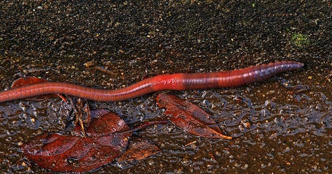 Природа Вопрос: Как называется выманивание дождевых червей из земли на поверхность?
