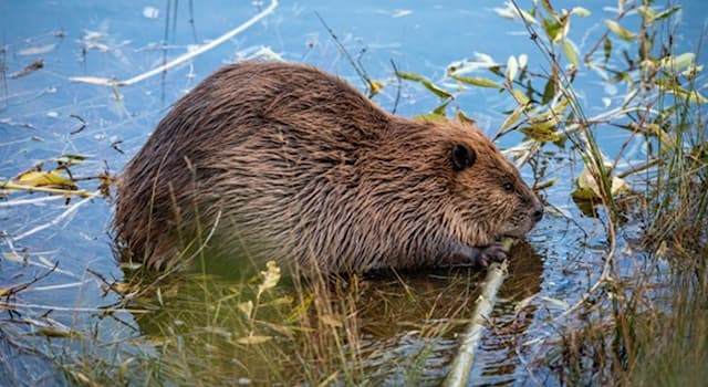 Nature Trivia Question: What is the home of a beaver called?