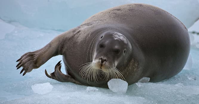 Природа Вопрос: Как по-другому называется ластоногое из семейства настоящих тюленей морской заяц?