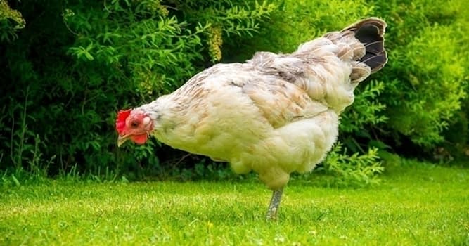 Природа Вопрос: Какие камеры есть в желудке у курицы?