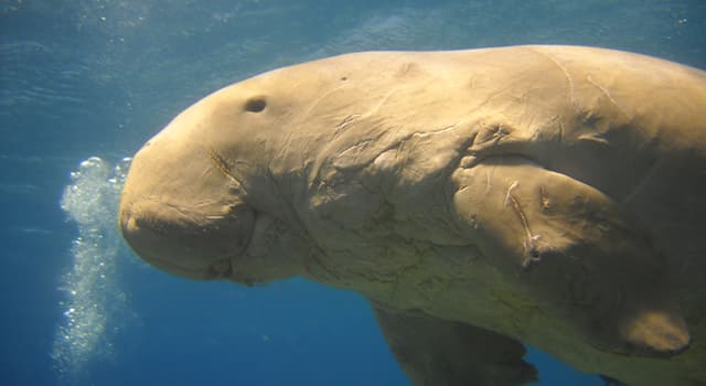 Nature Trivia Question: What is the maximum lifespan of a dugong?