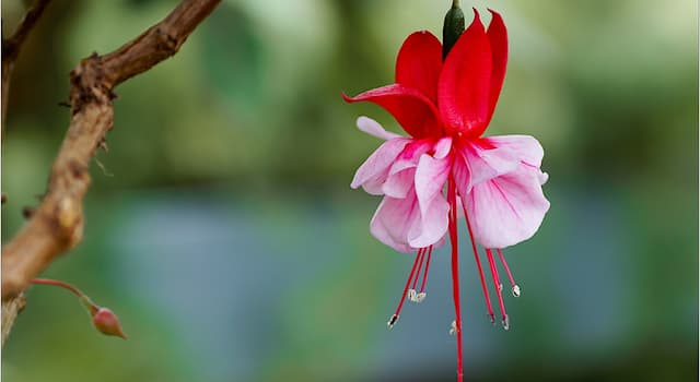 Maatschappij Trivia Vraag: Welke kleur is fuchsia?