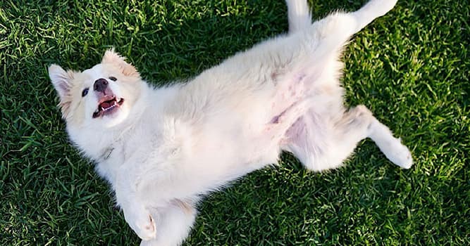 Nature Trivia Question: Why do dogs kick when people scratch their belly?