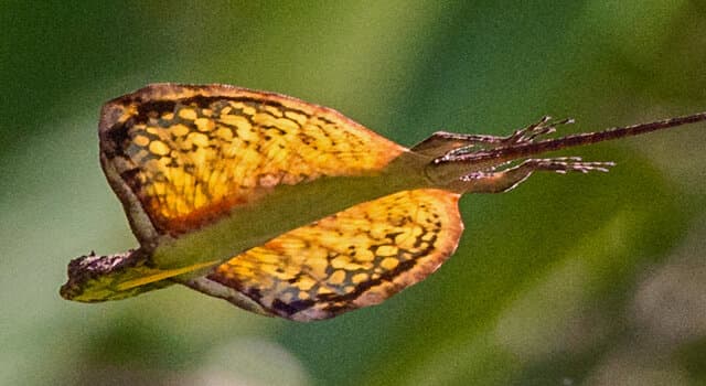 natura Pytanie-Ciekawostka: Jakim zwierzęciem jest ten latający smok?