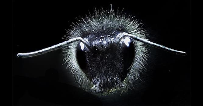 Natur Wissensfrage: Was bezeichnet man als “Grannenhaare”?