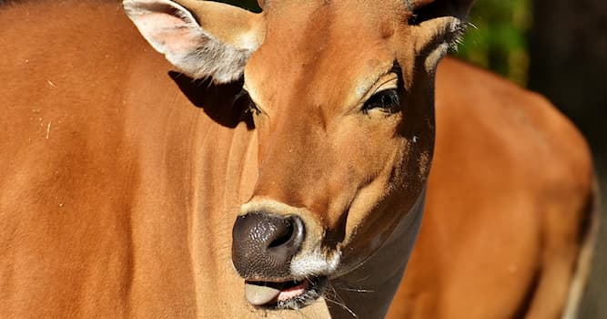 Doğa Trivia Sorusu: Banteng nedir?