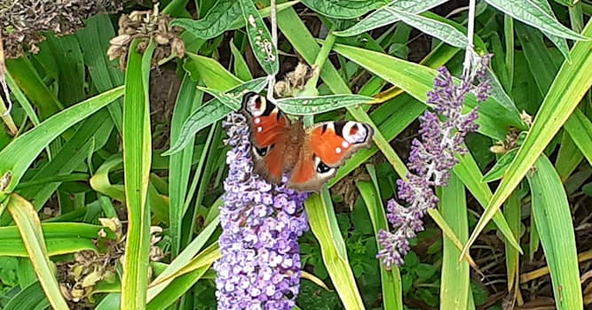 Natuur Trivia Vraag: Welke vlinder staat op de foto?