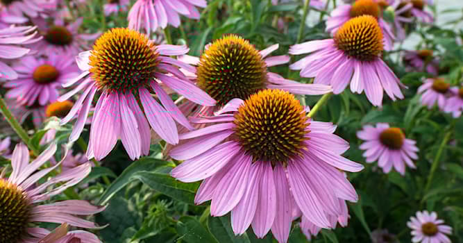 Doğa Trivia Sorusu: Ekinezya Nedir?