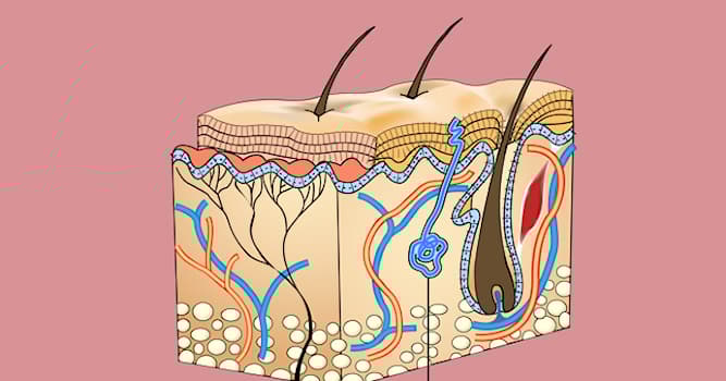 Сiencia Pregunta Trivia: ¿Cuál de las siguientes afirmaciones sobre las glándulas sudoríparas es cierta?