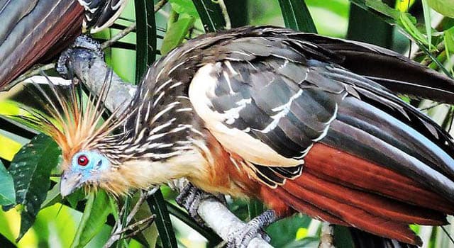 Naturaleza Pregunta Trivia: ¿Cuál es uno de los nombres comunes de esta hedionda y ruidosa ave con "estética punk-rock"?