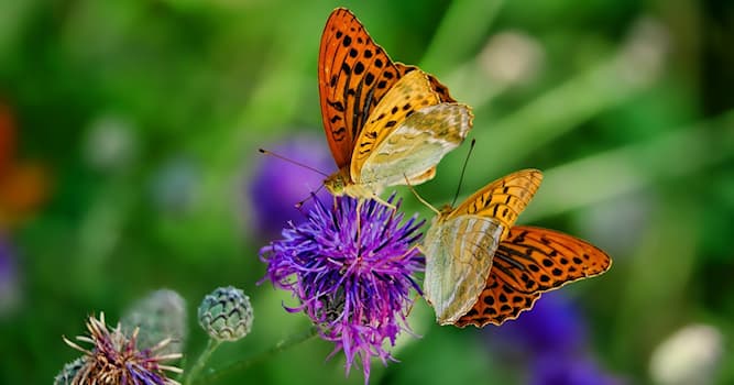 natura Pytanie-Ciekawostka: Czy któryś z poniżej wymienionych kwiatów nadaje się do spożycia?