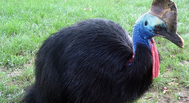 Doğa Trivia Sorusu: Cassowary hangi bölgeye özgüdür?