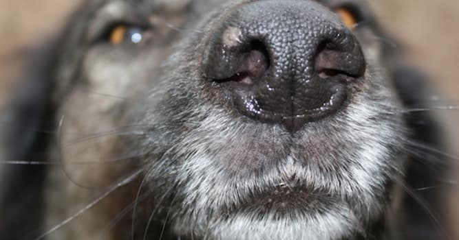 Природа Вопрос: Для чего собаке влажный нос?
