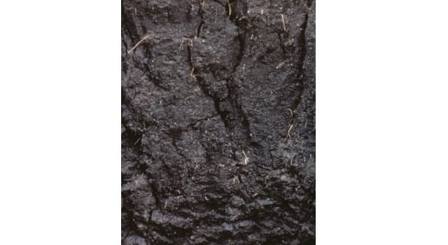Science Question: En pédologie ou science du sol, qu'est-ce qu'un vertisol ?