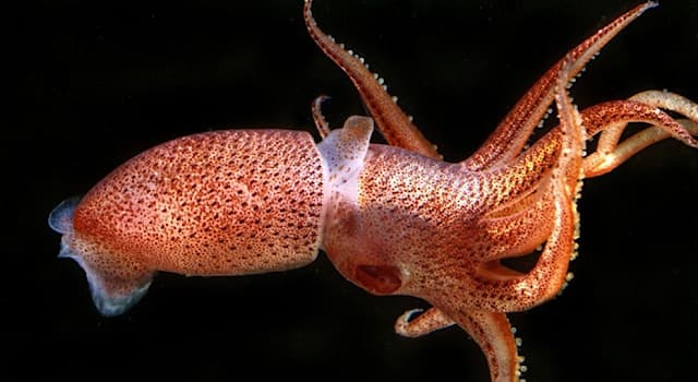 Naturaleza Pregunta Trivia: ¿En qué océano vive el "calamar fresa" o "calamar bizco"?