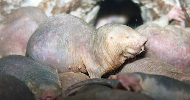 Science Trivia Question: For how long can the "naked mole rat" survive without oxygen?