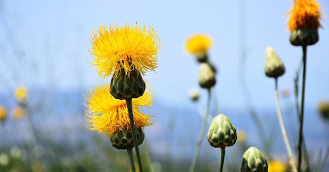 Natuur Trivia Vraag: Hoe kan een ecosysteem ontwricht raken?