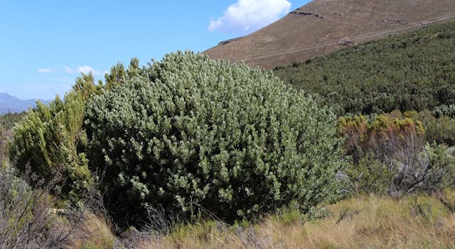 Природа Вопрос: Какое утверждение о кустарнике Protea pendula является правдой?